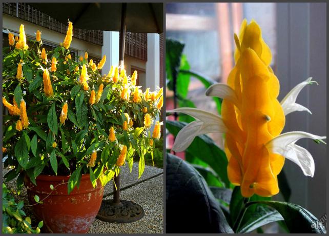 Piękny kwiat, który kwitnie pokój prawie cały rok i będzie przyciągać do domu dużo szczęścia i szczęścia (część 3)