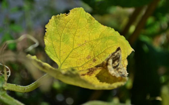 W ogórka curl, żółkną i suche liście 🍃 nie panikuj! 🍃 Co zrobić: radą doświadczonego ogrodnika