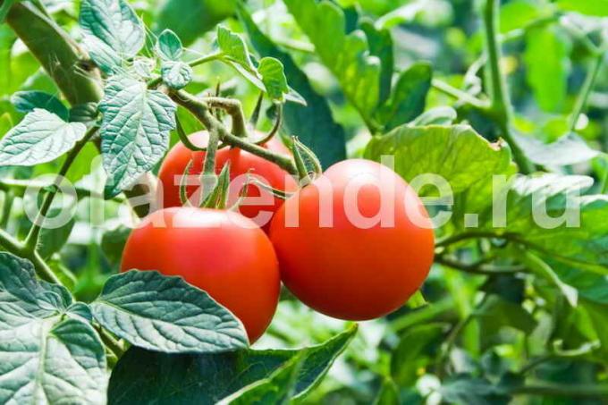 Pomidory do konserw. Ilustracja do artykułu służy do standardowej licencji © ofazende.ru