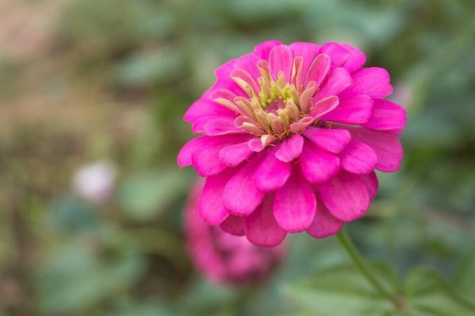 Uprawiamy Zinnias: pięć powodów, dla popularności kwiatów
