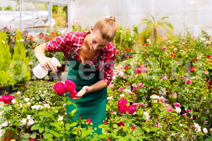 Pielęgnacja krzewów róży. Ilustracja do artykułu służy do standardowej licencji © ofazende.ru