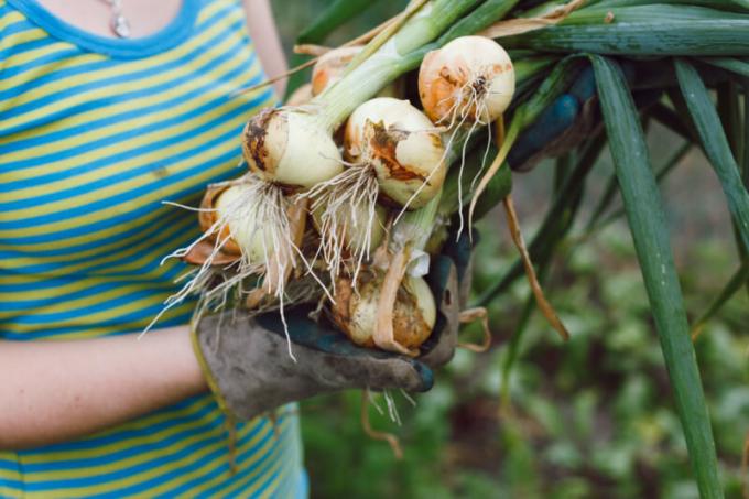 Rosnąć dużą cebulę, trzeba znać kilka sztuczek agronomii. Ilustracja do artykułu służy do standardowej licencji © ofazende.ru