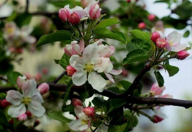 Jabłoń kwiaty