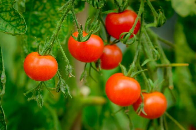 Zbiorów pomidorów. Ilustracja do artykułu służy do standardowej licencji © ofazende.ru