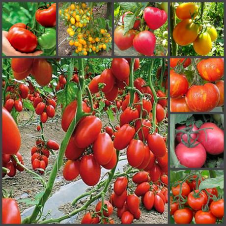 Super wyjątkowy sposób sadzenia pomidorów w upadku, który zapewni Państwu doskonałe plony!