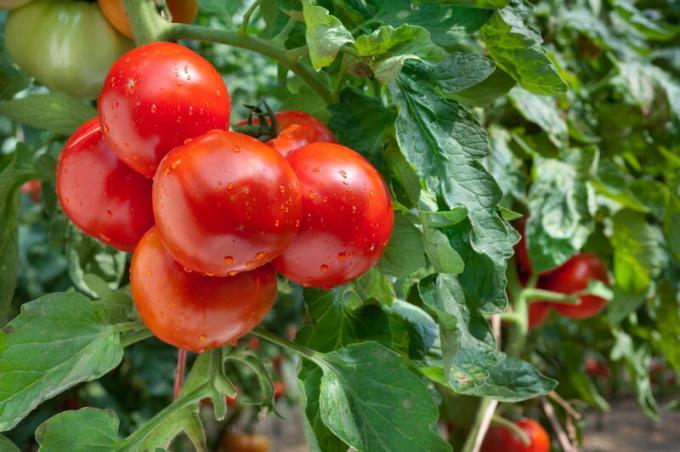 Dojrzałe pomidory. Ilustracja do artykułu służy do standardowej licencji © ofazende.ru