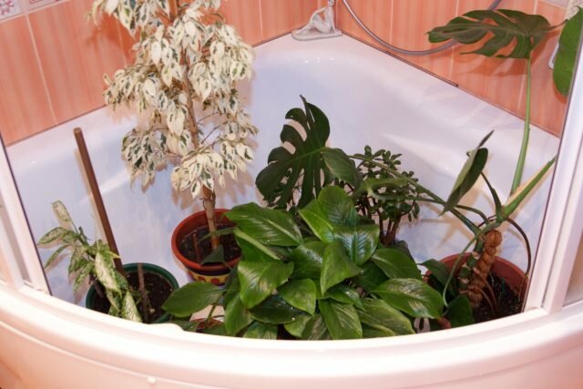 Gorące prysznice dla roślin doniczkowych: odsłania tajemnice