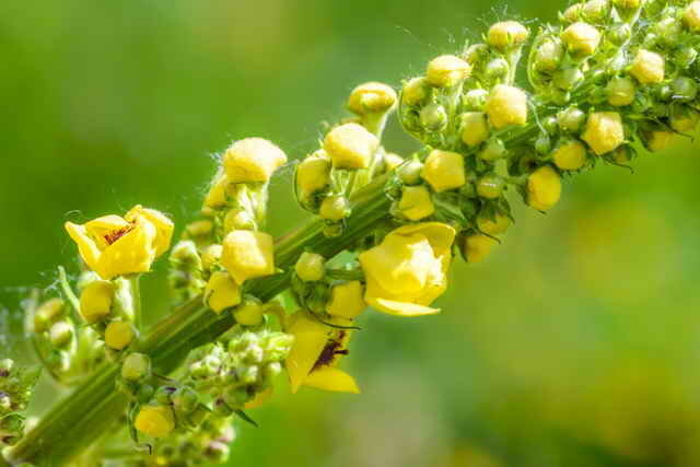 Semi-zimozielone bylina o żółtych kwiatach