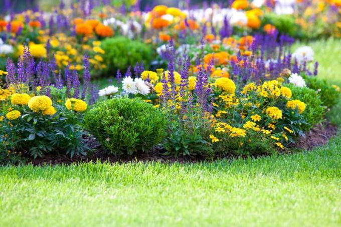 Połączenie kolorów w ogrodzie kwiatowym. Ilustracja do artykułu służy do standardowej licencji © ofazende.ru