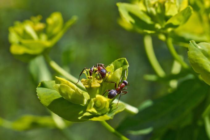 Mrówki ze skrzydłami: kim są i jak sobie z nimi radzić?