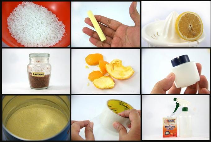 Na zdjęciu: sól, kreda, cytryna, pieprz, skórki pomarańczy, wazelina, woda z octem, taśma klejąca, soda - improwizowane środki na mrówki.