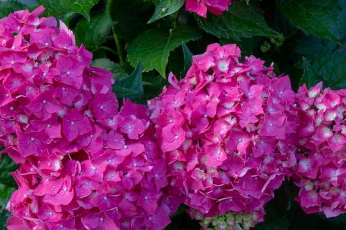 Hortensja - wspaniała roślina z przepięknych kwiatów