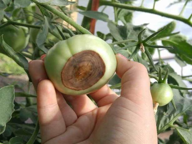 Jak zapobiegać powstawaniu działek warzywnych koniuszka zgnilizna pomidorów
