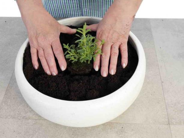 Przesadzanie roślin kontenerów własnymi rękami: Porady ogrodnicy