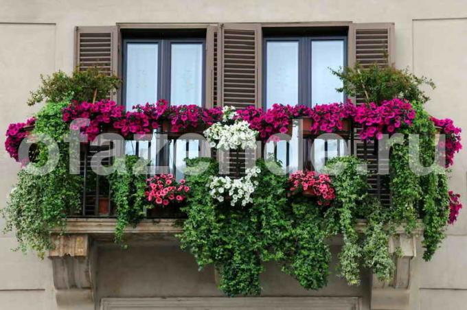Kwiat ogród na balkonie z rękami tips ogrodnicy