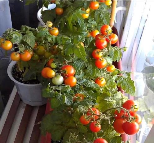 Zbiorów pomidorów na parapecie