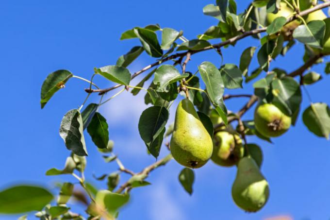 Dlaczego spaść jajnik i owoców z jabłek, śliwek, wiśni i innych drzew