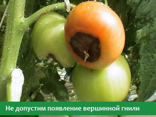 Kwiat nęka na pomidory (Zdjęcie z otwartych źródeł internetowych)