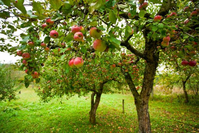 Jabłka gniją na jabłka - co jest przyczyną i co mam zrobić?