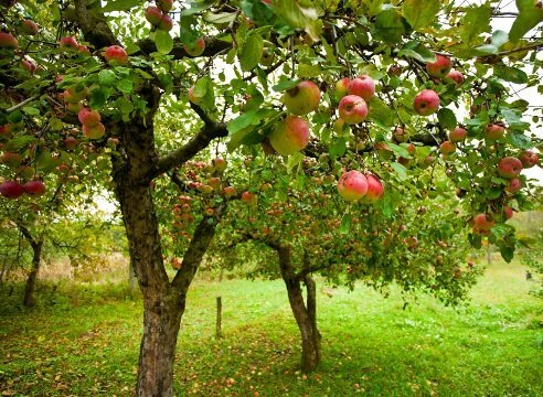 Jak rosną drzewa Garden Apple