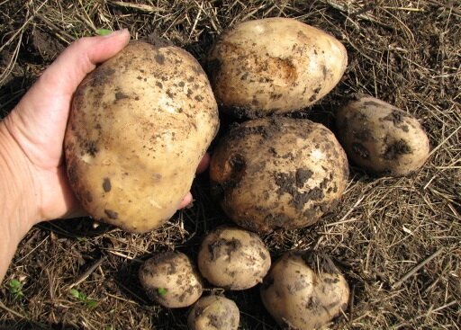 Jak rosną ziemniaki na swojej ziemi, i zawsze uzyskać dobry plon