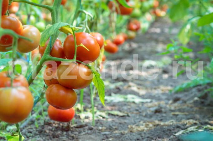 Pasynkovanie różne odmiany pomidorów