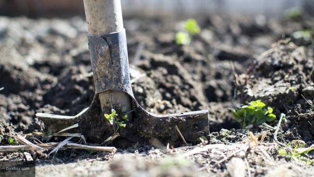 Dlaczego nie kopać ogród warzywny w spadku: 5 powodów