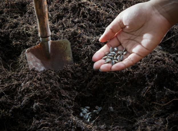 Gleby i nasion gotowe do sadzenia. Ilustracja do artykułu służy do standardowej licencji © ofazende.ru