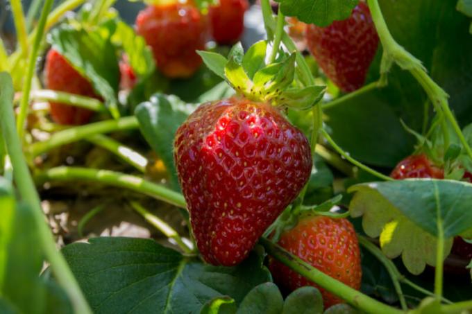 Strawberry dobrych owoców i właściciele zadowoleni bogatego zbioru więcej niż jeden rok, trzeba wiedzieć jak i co do jej zapłodnienia prawidłowo. Ilustracja do artykułu służy do standardowej licencji © ofazende.com