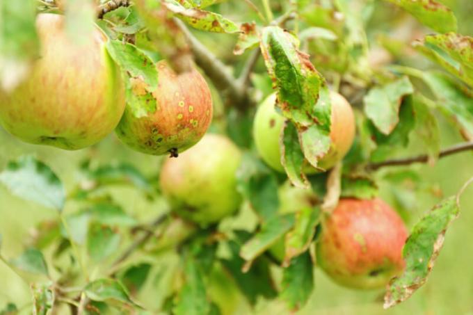 Dlaczego Apple i liści gruszy curl - przyczyny i porady