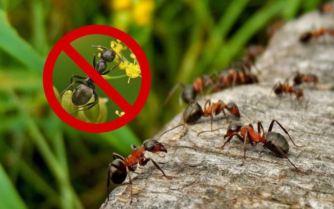 Skutecznym środkiem (przepis), który będzie pozbyć się mrówek i os w ich domku letniskowym