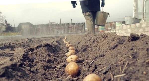 Niezwykły sposób sadzenia ziemniaków, z których można uzyskać dobre plony