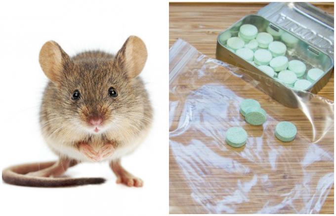  Nieoczekiwany i skuteczny sposób pozbyć się myszy w domu
