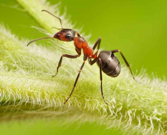 Mrówka na roślinie. Ilustracja do artykułu służy do standardowej licencji © ofazende.ru