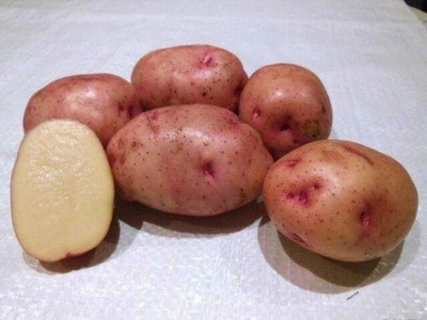 7 najlepszych odmian ziemniaka