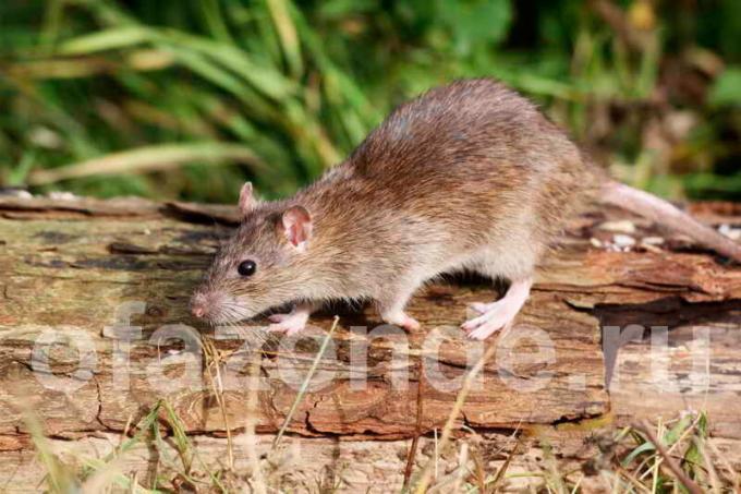Pozbyć się szczurów w ziemi w ogrodzie: niedrogi sposób humanitarny
