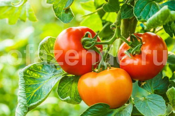 Uprawa pomidorów w szklarni (Fot stosowany pod standardowej licencji © ofazende.ru)