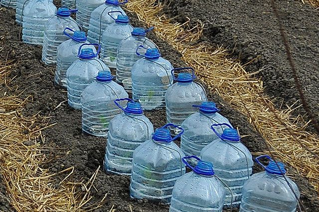 Zdjęcia 5-litrowych butelek przydatne w ogrodzie
