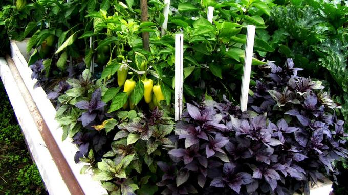 Wzajemnie warzywa sąsiedztwa w swoich łóżkach ogród - zastaw obfitych zbiorów. Jak zaplanować sadzenie
