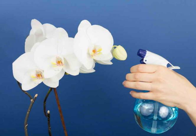 Jak sprawić, by Orchid Phalaenopsis do rozkwicie?