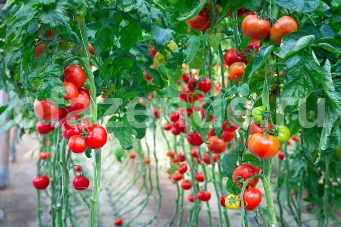 Uprawa pomidorów. Ilustracja do artykułu służy do standardowej licencji © ofazende.ru