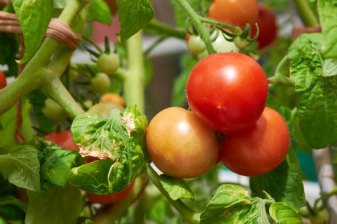 Brązowo-brązowe plamy na liściach pomidorów: co to jest i jak walczyć