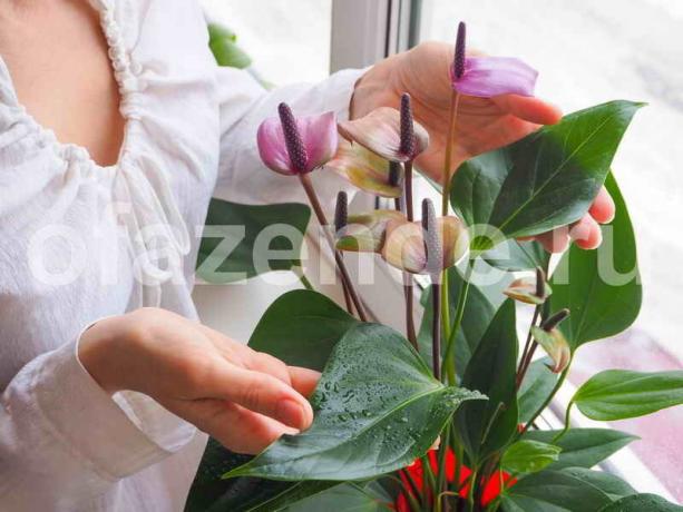 Uprawa roślin doniczkowych. Ilustracja do artykułu służy do standardowej licencji © ofazende.ru