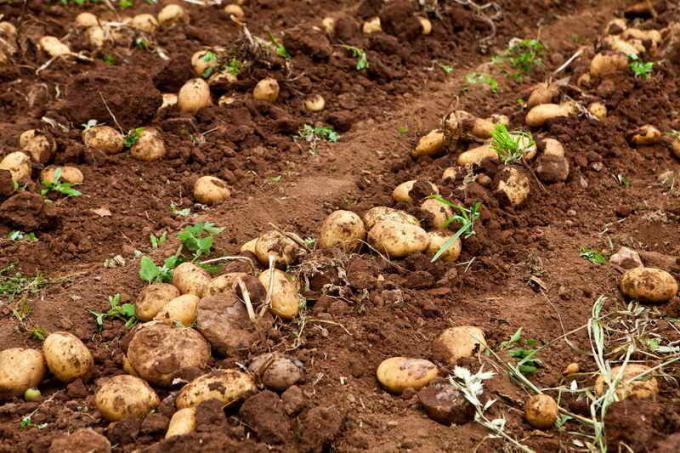 Jak chronić ziemniaki przed degeneracją