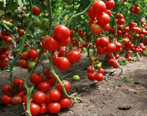 Jak uzyskać dobre plony pomidorów