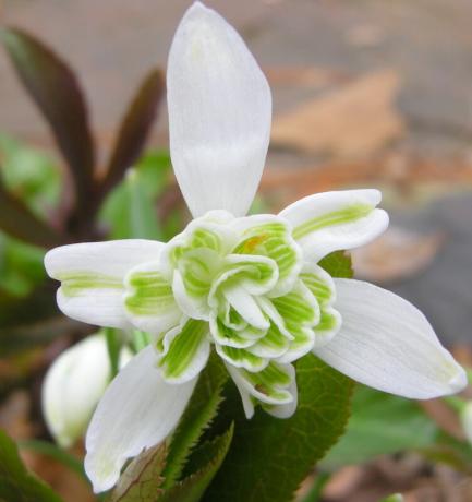 Odmiana o podwójnych kwiatostany. «Flore pleno» carolynsshadegardens.com «Snowball», «Biały Bonnet» i «Tom Thumb» śmietany z kulistych kwiatostanach.