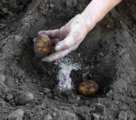 Dodatek popiołu podczas sadzenia ziemniaków. Ilustracja do artykułu służy do standardowej licencji © ofazende.ru