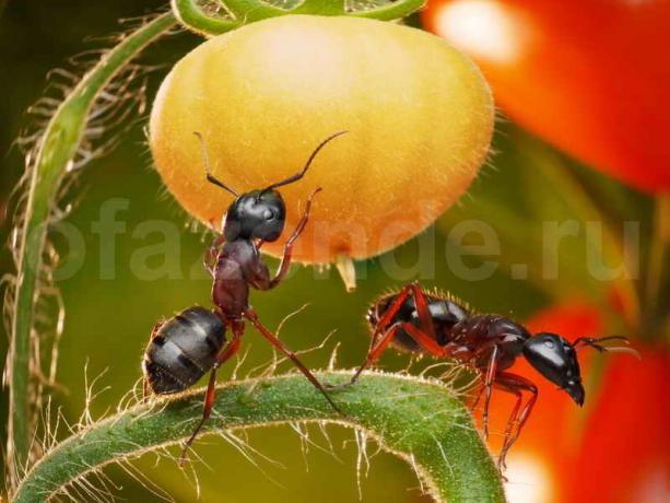 Pozbycie się mrówek. Ilustracja do artykułu służy do standardowej licencji © ofazende.ru