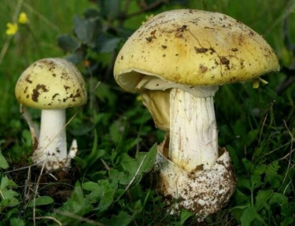 10 gatunków trujących grzybów, które są pozostawione w lesie