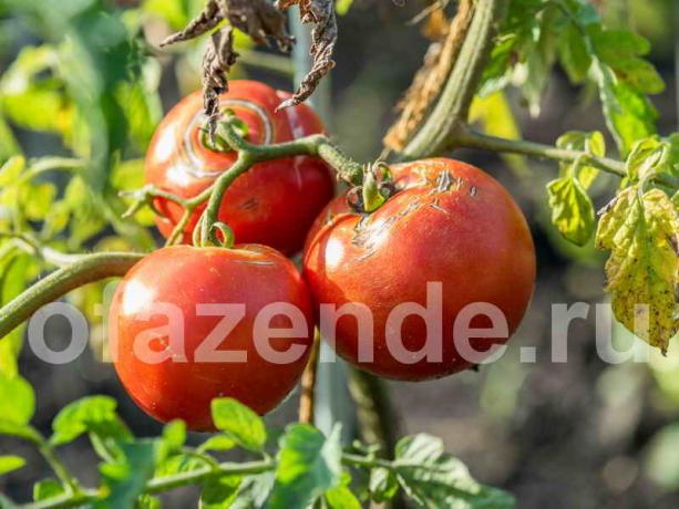Pomidory zgryzienia. Ilustracja do artykułu służy do standardowej licencji © ofazende.ru